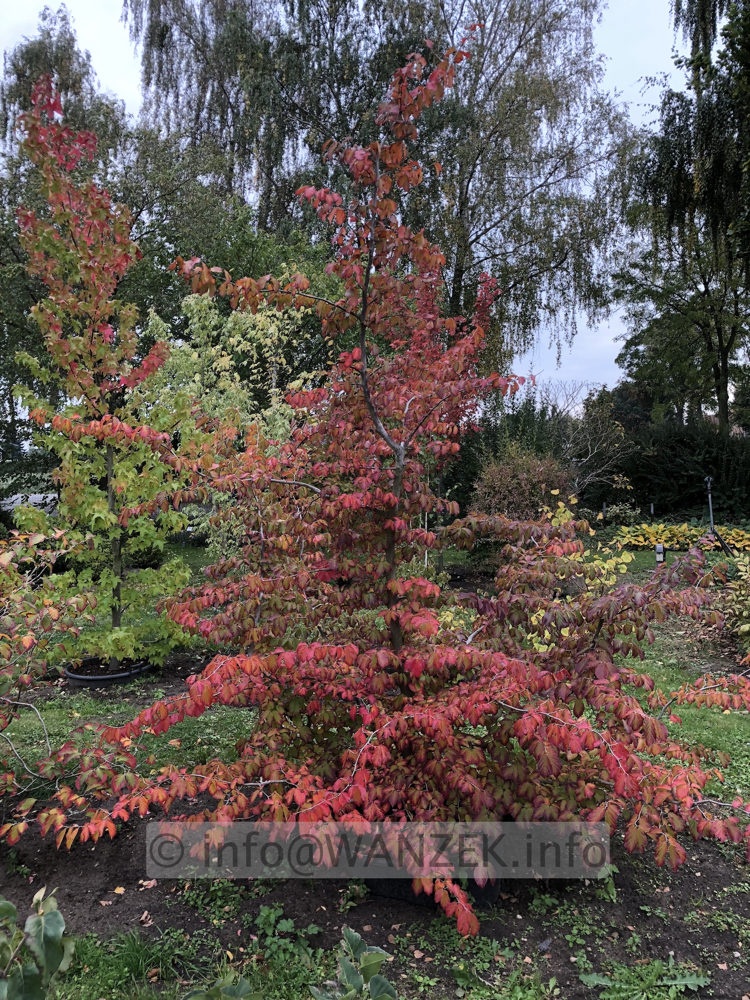 Parrotia persica Vanessa 01 malerisch.JPG
